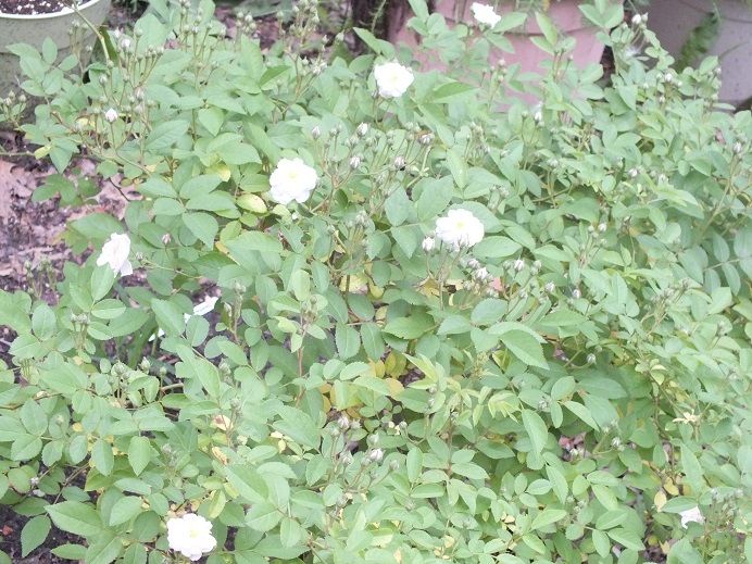  photo seqoia_zps67a0d76a.jpg